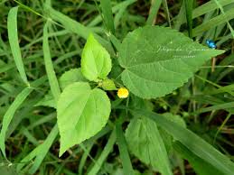 Image result for Sida veronicifolia