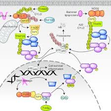 Image result for tbn:InRtqFneI1g0WM::kora.alhnuf.com/attachments/505d1265455719-%D9%83%D8%B1%D9%8A%D9%85-%D8%B2%D9%8A%D8%A7%D9%86%D9%8A-%D8%B5%D9%88%D8%B1