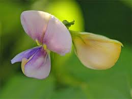 Image result for Vigna reticulata