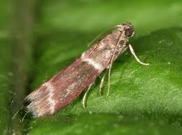 Image result for Cryptoblabes bistriga