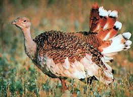 Luftskipet er i tillegg 34 meter bredt og 26 meter høyt. Den Tyngste Fuglen I Naturen Rekorder I Fuglenes Verden