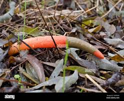 Image result for Mutinus elegans