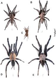 Image result for Habenaria livingstoniana