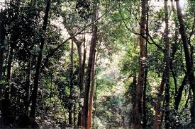 Image result for Leptoderris goetzei