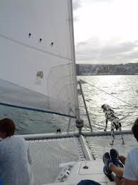 Book amazing things to do in wellington. Shake The Dog Picture Of Megisti Sailing Charters Private Day Tours Wellington Tripadvisor
