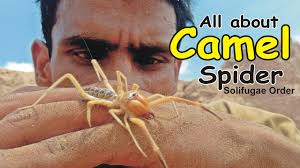 Sedona az august 8, 2011 11:32 pm would like you to let me know what this bug is. Camel Spider Solifugae A Z Information Youtube