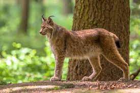 Eurasian Lynx The Eurasian Lynx Lynx Lynx Is A Medium-sized Cat Native To Eur Sponsored Medium Sized Lynx Eurasian L Eurasian Lynx Lynx Animals