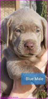 8 Common Myths About English Labrador Breeders English Labrador Breeders In 2020 Lab Puppies English Labrador Golden Labrador Puppies