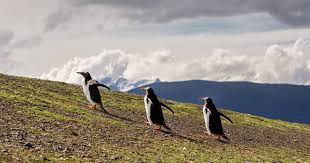Can you spot the penguin? 7 Places To See Penguins In The Wild