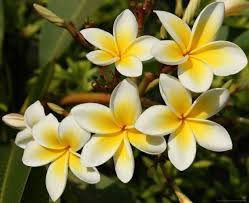 Ternyata setiap bunga memiliki makna tersendiri. Bunga Nasional Dari Berbagai Negara The National Flower Of Various Countries Berbagaireviews Com