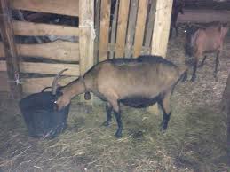 Iedul cel mare si cu cel mijlociu dau prin bat de obraznici ce erau iara cel mic era harnic si cuminte. Gestanta Cu 3 Iezi Capre Alpina Franceza Yzycalin