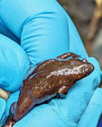 Image result for Bothriocline ruwenzoriensis