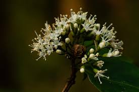 Image result for Nuxia congesta