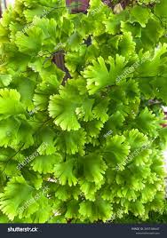 Image result for Pteridaceae