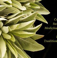 Image result for Blepharispermum pubescens