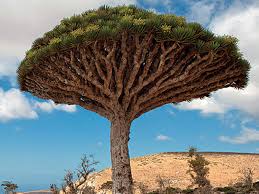 Find & download the most popular tree photos on freepik free for commercial use high quality images over 8 million stock photos. Extinction Watch Dragon Blood Tree A Magical Cure All The Economic Times