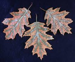Image result for Quercus sp.