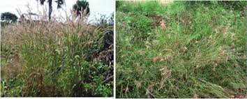 Image result for Hyparrhenia newtonii