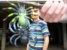 The giant camel spider, one of the worlds biggest spiders, lives in desert environments and comes from the solifugae order of animals in the arachnid class. Camel Spiders In Iraq Hoax Messages Hoax Slayer