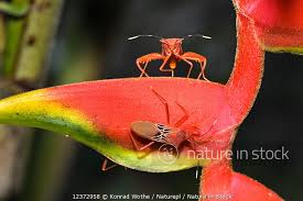 Maybe you would like to learn more about one of these? Nature In Stock