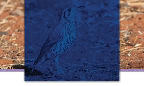 Image result for Nesaea passerinoides