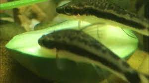 Check spelling or type a new query. Otocinclus Eating Zucchini And Squash Youtube