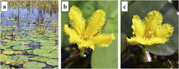 Image result for Menyanthaceae