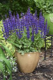 Easy perennial herbs to grow in pots include pot up crinkly winter mint, pungent vietnamese mint and sweet spearmint. 24 Perennials For Containers Ideas In 2021 Perennials Container Gardening Plants