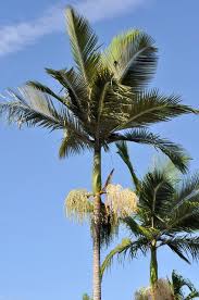 Image result for Archontophoenix alexandrae