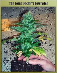Joint doctor lowryder is based in canada and has a product line containing over 9 different types of marijuana seeds and strains. Lowryder 2 Samen Joint Doctor