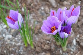 How To Grow Saffron Research Farm To Home Garden