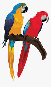 Gambar dekoratif motif burung, hd png download. Gambar Burung Nuri Kartun Hd Png Download Kindpng
