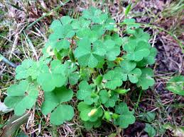 Maybe you would like to learn more about one of these? The Foraged Foodie Identifying And Foraging Common Wood Sorrel A Common Edible Weed Often Mistaken For Clover Or Shamrock Perfect For Beginners