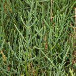 Image result for Sarcocornia perennis