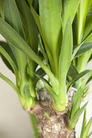 Yucca Geant Jardiland