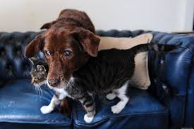 Gozleri Gormeyen Kopege Rehberlik Eden Kedi Kedi Hayvan Kopek