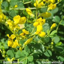 Image result for Tephrosia paniculata
