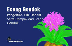 Selain dikenal dengan nama eceng gondok, di beberapa daerah di termasuk bunga majemuk, berbentuk bulir, kelopaknya berbentuk tabung. Eceng Gondok Manfaat Ciri Ciri Dampak Dosenpintar Com