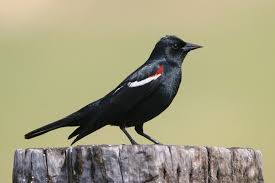 Black Bird With White Tail Philippines Tricolored Blackbirds The Delta S Passenger Pigeon Black Bird Species Endangered