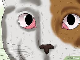 Rare in cats cause (a) injury (b). How To Diagnose Third Eyelid Protrusion In Cats 9 Steps