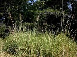 Image result for Chrysopogon nigritanus