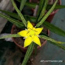 Image result for Stathmostelma fornicatum