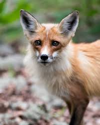 Fox ears lady Stock Photos, Royalty Free Fox ears lady Images