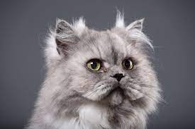 Ten Things You Need To Know About The Persian Cat Before You Buy One Pets4homes