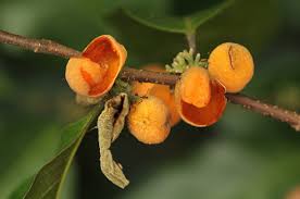 Image result for Dichapetalum