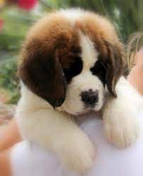 South Africa Saint Bernard Puppies St Bernard Ready Now8 St Bernard Puppy St Bernard Dogs Cute Baby Animals