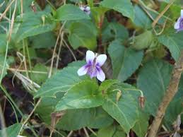 Image result for Viola abyssinica