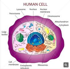 We did not find results for: What Is Going On Inside That Cell Human Cell Diagram Cell Diagram Human Cell Structure