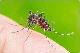 In 2020, the world health organization reported an estimate of 390 million infections per year, of which 96 million had some degree of severity. China Reports Dengue Fever After Bubonic Plague Threat