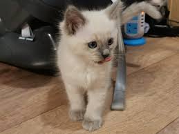> all activity partners artists childcare general groups local news and views lost & found missed connections musicians pets politics rants & raves. Lilly Ragdoll Kitten For Sale In San Diego California Cat Bright Classifieds